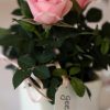 Gift Occasion - Mini Rose