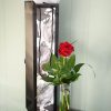 valentines-day-secret-admirer-rose
