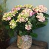 Pink Hydrangea
